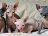 Photo №1. sphynx - à vendre en ville de Prague | négocié | Annonce № 89452