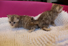 Photo №3. De jolis chatons Bengal Cats à adopter en Allemagne. Allemagne