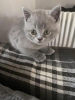 Photo №1. british shorthair - à vendre en ville de Wiesbaden | 350€ | Annonce № 119428