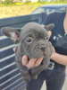 Photos supplémentaires: chiots bouledogue francais a vendre