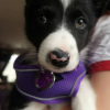 Photo №1. border collie - à vendre en ville de Riga | 400€ | Annonce №83381