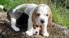 Photo №4. Je vais vendre beagle en ville de Munich. annonce privée - prix - 473€