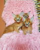 Photos supplémentaires: chatons caracal et caracat disponibles