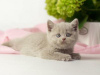 Photo №1. british shorthair - à vendre en ville de Garmisch-Partenkirchen | négocié | Annonce № 125401