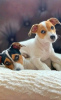 Photo №1. jack russell terrier - à vendre en ville de Łeba | 350€ | Annonce №13563