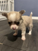 Photo №1. chihuahua - à vendre en ville de Lille | négocié | Annonce №36297