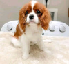 Photo №1. cavalier king charles spaniel - à vendre en ville de Helsinki | 400€ | Annonce №113000