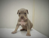 Photo №4. Je vais vendre american pit bull terrier en ville de Saint-Pétersbourg. annonce privée - prix - 685€