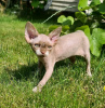 Photo №2 de l'annonce № 118430 de la vente devon rex - acheter à La finlande annonce privée, éleveur