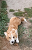 Photo №1. welsh corgi - à vendre en ville de Belgrade | 400€ | Annonce №119985