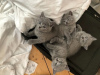 Photo №2 de l'annonce № 122113 de la vente british shorthair - acheter à USA annonce privée