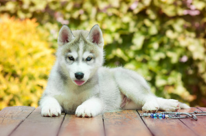 Photo №1. husky de sibérie - à vendre en ville de Tolyatti | 284€ | Annonce №2598