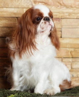 Photo №4. Je vais vendre cavalier king charles spaniel en ville de Sillamae. éleveur - prix - 800€