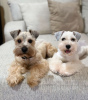 Photo №3. Adorables chiots Schnauzer disponibles - Prêts pour leur foyer éternel !. Fédération de Russie