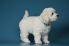 Photo №3. Excellents chiots Bichon Frise. Ukraine