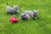 Photo №2 de l'annonce № 65585 de la vente british shorthair - acheter à Pays Bas éleveur