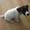 Photo №1. jack russell terrier - à vendre en ville de Франкфурт | 240€ | Annonce №78847