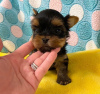 Photo №1. yorkshire terrier - à vendre en ville de Helsinki | négocié | Annonce №43044