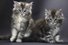 Photo №1. maine coon - à vendre en ville de Jülich | Gratuit | Annonce № 121148