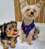 Photo №1. yorkshire terrier - à vendre en ville de Centras Eldership | 480€ | Annonce №116173