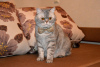 Photos supplémentaires: Le chat écossais Marcello cherche de toute urgence un foyer