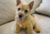 Photo №2 de l'annonce № 126984 de la vente norwich terrier - acheter à Allemagne annonce privée