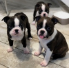 Photo №3. D'étonnants chiots Boston Terrier disponibles maintenant pour des foyers aimants. USA