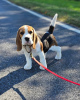 Photos supplémentaires: Fantastique portée de chiots beagle