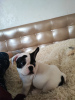 Photo №4. Je vais vendre bouledogue en ville de Nuremberg. annonce privée - prix - 360€