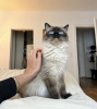 Photo №3. Chaton Ragdoll. Allemagne