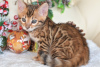 Photo №3. Magnifiques chatons bengal disponibles !. Biélorussie