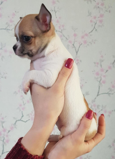 Photo №1. chihuahua - à vendre en ville de Moscou | 185€ | Annonce №2197