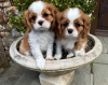 Photo №2 de l'annonce № 109280 de la vente cavalier king charles spaniel - acheter à Allemagne annonce privée, éleveur