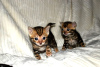 Photos supplémentaires: Bengal Cats-Kätzchen sind jetzt zur Adoption verfügbar