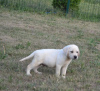 Photo №4. Je vais vendre labrador retriever en ville de Stubline. éleveur - prix - négocié