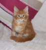 Photo №1. maine coon - à vendre en ville de Амстердам | 450€ | Annonce № 75833