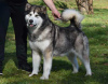 Photo №3. Chiots Malamute d'Alaska. Serbie