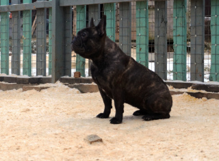 Photo №4. Je vais vendre bouledogue en ville de Moscou. de la fourrière - prix - Négocié