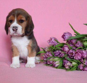 Photo №4. Je vais vendre beagle en ville de Saint-Pétersbourg. de la fourrière - prix - 716€