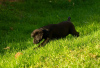 Photo №2 de l'annonce № 123394 de la vente labrador retriever - acheter à Serbie 