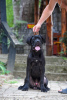 Photo №3. Chiot Cane Corso. Serbie