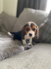 Photo №2 de l'annonce № 8169 de la vente beagle - acheter à Allemagne de la fourrière