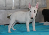 Photos supplémentaires: Chiots bull terrier miniatures