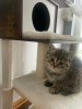 Photo №2 de l'annonce № 66726 de la vente british shorthair - acheter à Allemagne annonce privée