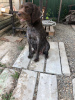 Photo №2 de l'annonce № 7635 de la vente chien d'arrêt allemand à poil dur - acheter à Fédération de Russie éleveur