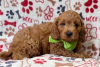 Photo №3. Beaux chiots Cavapoo Pour adoption gratuite. Allemagne