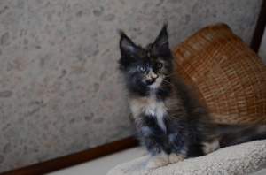 Photos supplémentaires: Elsa Maine Coon Girl