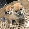 Photo №1. shiba - à vendre en ville de Birkirkara | Gratuit | Annonce №82061