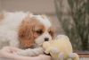 Photo №4. Je vais vendre cavalier king charles spaniel en ville de Wyoming.  - prix - négocié