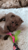 Photo №2 de l'annonce № 75510 de la vente british shorthair - acheter à Allemagne éleveur